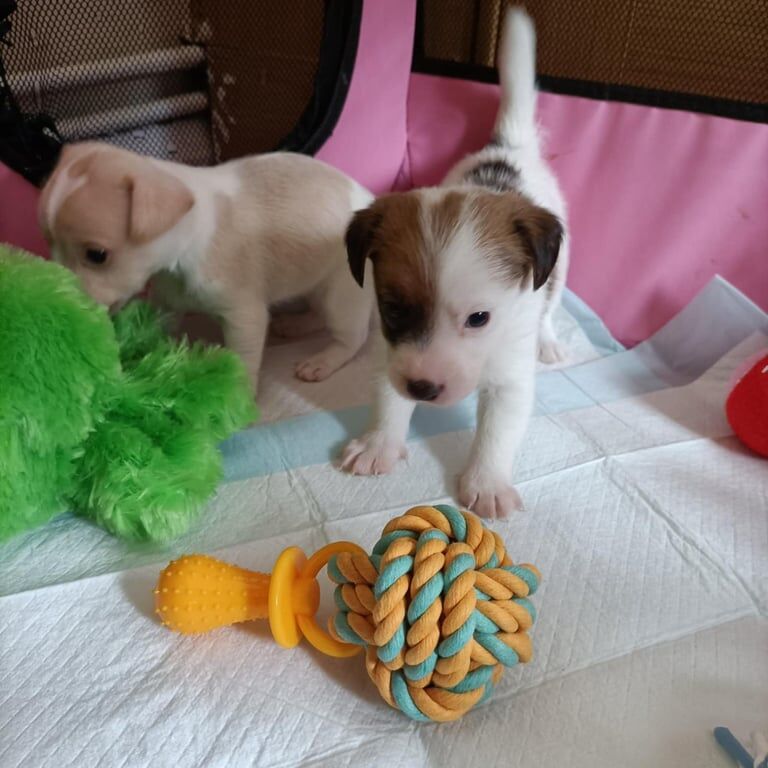 Jack Russell puppies for sale in Bulwell, Nottinghamshire – 8 weeks old - Image 2 of 2