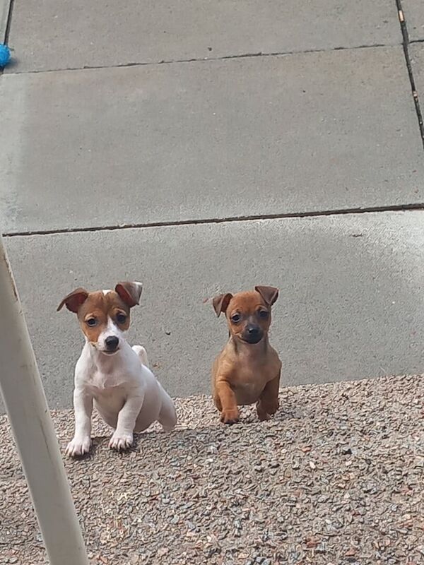 Jack Russell puppies for sale in Gartcosh, Lanarkshire – 10 weeks old