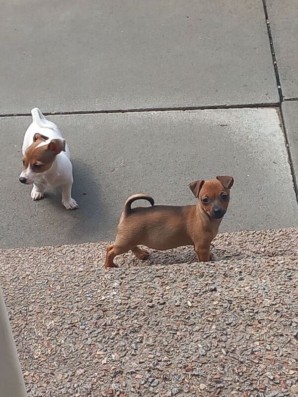 Jack Russell puppies for sale in Gartcosh, Lanarkshire – 10 weeks old - Image 2 of 3