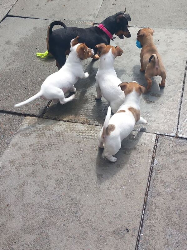Jack Russell puppies for sale in Gartcosh, Lanarkshire – 10 weeks old - Image 3 of 3