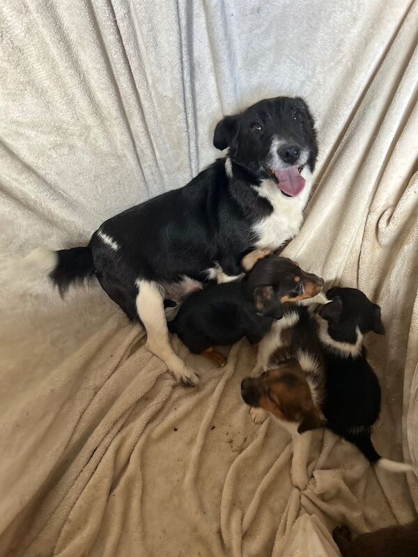 Jack Russell puppies for sale in Headcorn, Kent – 8 weeks old