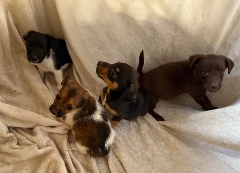 Jack Russell puppies for sale in Headcorn, Kent – 8 weeks old - Image 2 of 3