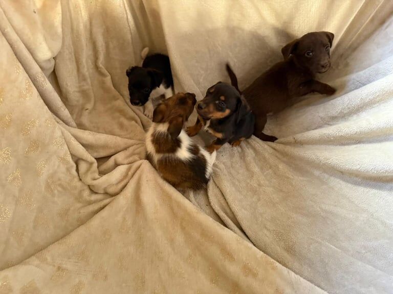 Jack Russell puppies for sale in Headcorn, Kent – 8 weeks old - Image 3 of 3