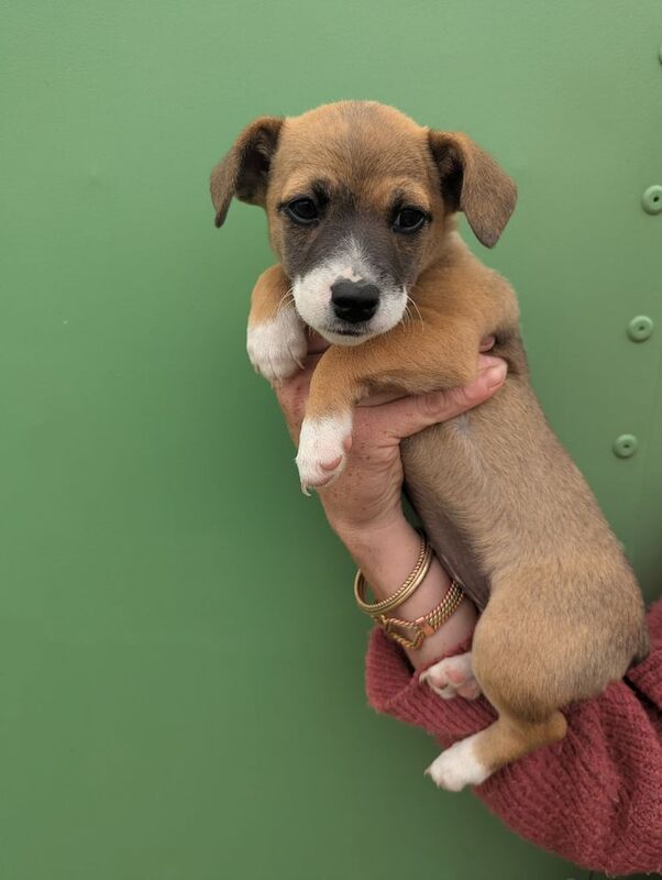 Jack Russell puppies for sale in Gainsborough, Lincolnshire – 8 weeks old