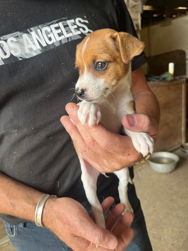Jack Russell puppies for sale in Robertsbridge, East Sussex – 8 weeks old