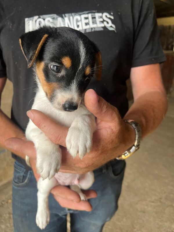 Jack Russell puppies for sale in Robertsbridge, East Sussex – 8 weeks old - Image 2 of 3