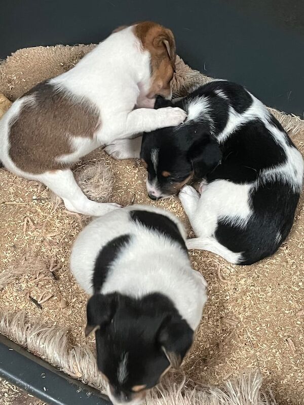 Jack Russell puppies for sale in Robertsbridge, East Sussex – 8 weeks old - Image 3 of 3