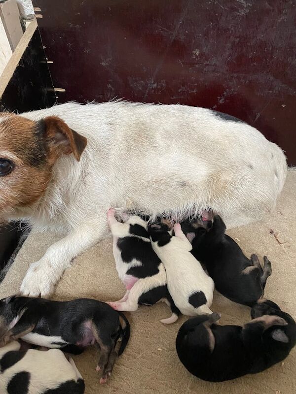 Jack Russell puppies for sale in Sheffield, South Yorkshire – 9 weeks old