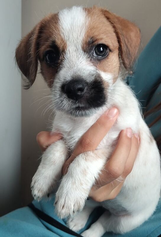 Jack Russell puppies for sale in Redcliffe Bay, Somerset – 7 weeks old