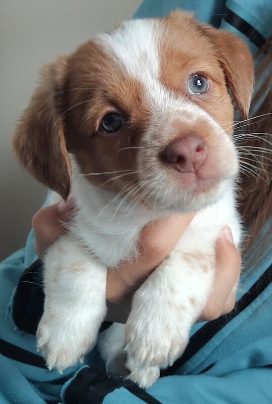 Jack Russell puppies for sale in Redcliffe Bay, Somerset – 7 weeks old - Image 2 of 2