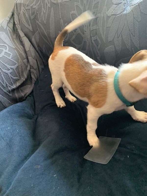 Jack Russell puppies for sale in Pen-y-lan, Clwyd – 3 months old