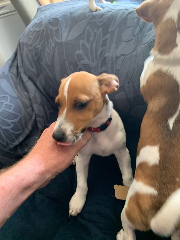 Jack Russell puppies for sale in Pen-y-lan, Clwyd – 3 months old - Image 2 of 3