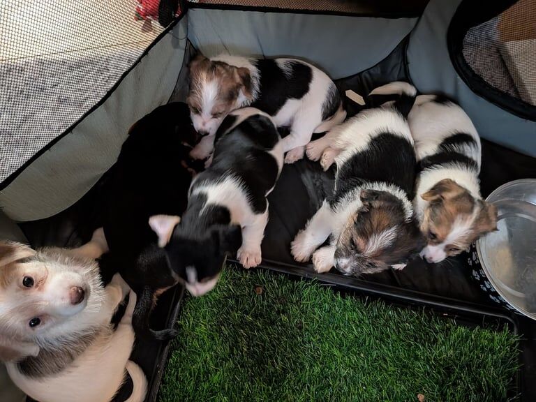 Jack Russell puppies for sale in Penketh, Cheshire – 6 weeks old