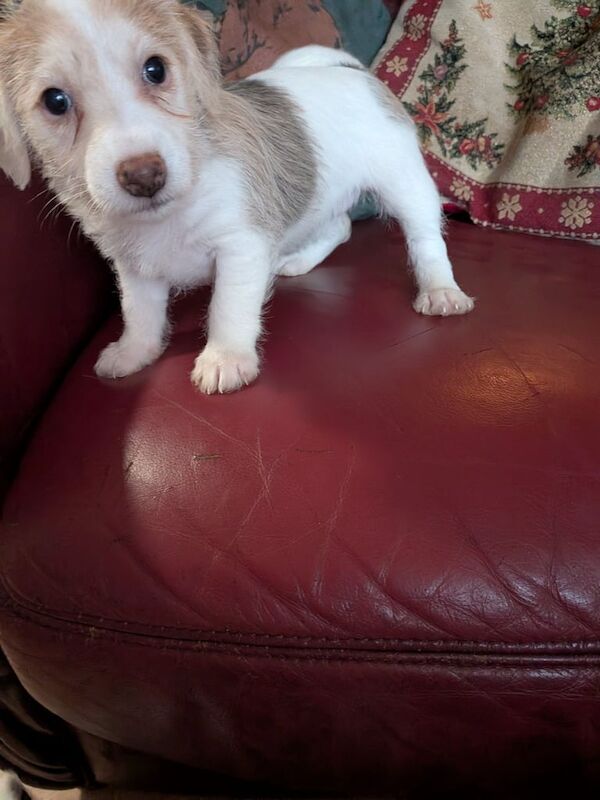 Jack Russell puppies for sale in Penketh, Cheshire – 6 weeks old - Image 2 of 3