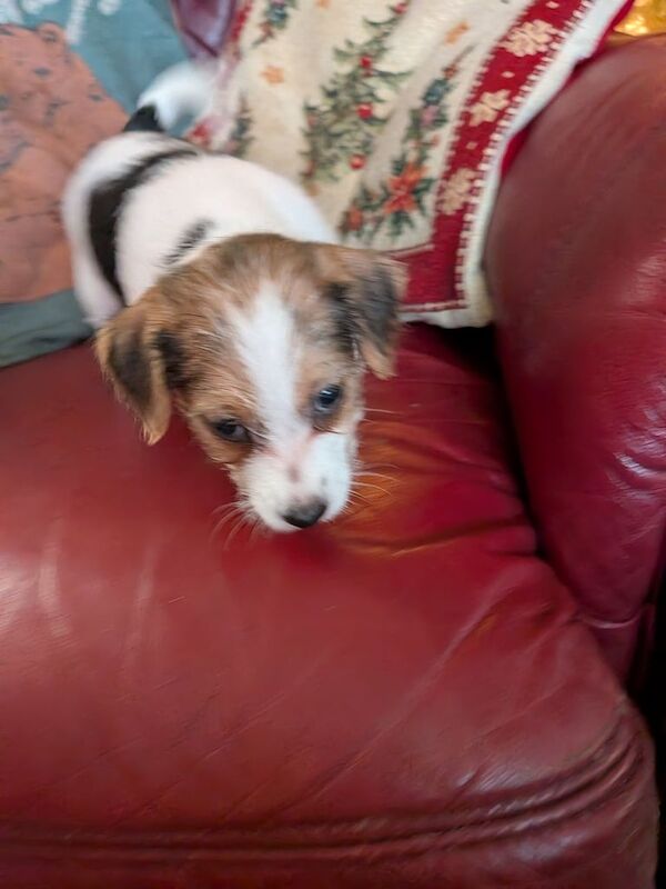 Jack Russell puppies for sale in Penketh, Cheshire – 6 weeks old - Image 3 of 3