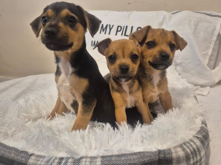 Jack Russell puppies for sale in Warrington, Cheshire – 10 weeks old