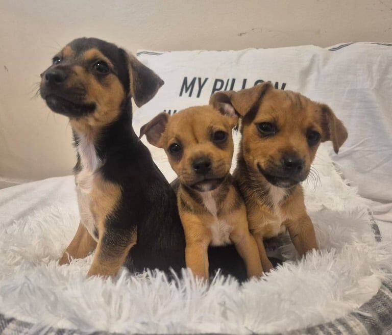 Jack Russell puppies for sale in Warrington, Cheshire – 10 weeks old - Image 2 of 3