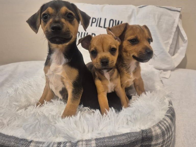 Jack Russell puppies for sale in Warrington, Cheshire – 10 weeks old - Image 3 of 3