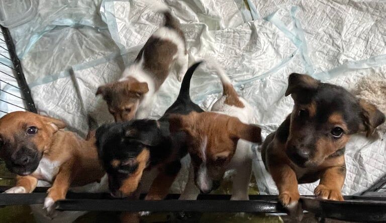 Jack Russell puppies for sale in Shoeburyness, Essex – 8 weeks old