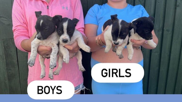 Jack Russell puppies for sale in Oxford, Oxfordshire – 8 weeks old