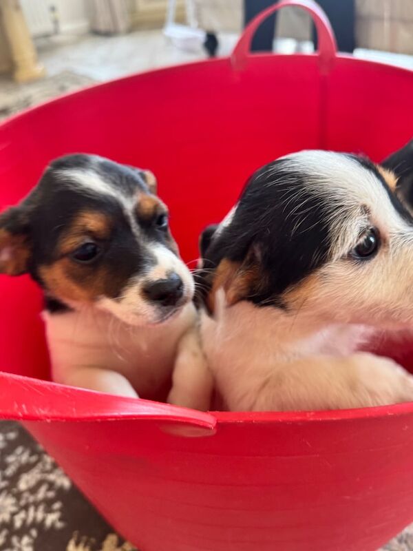 Jack Russell puppies for sale in Warwick, Warwickshire – 11 weeks old