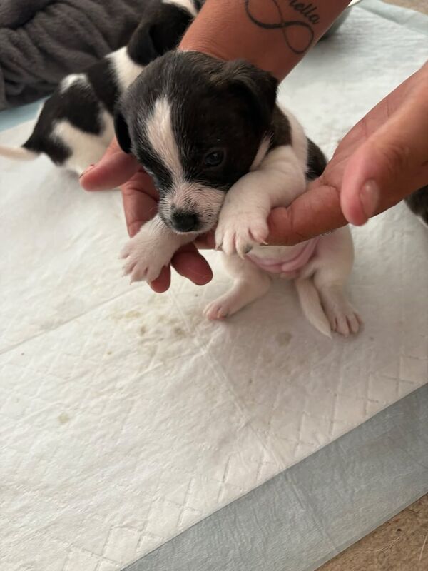 Jack Russell puppies for sale in East Malling, Kent – 5 weeks old