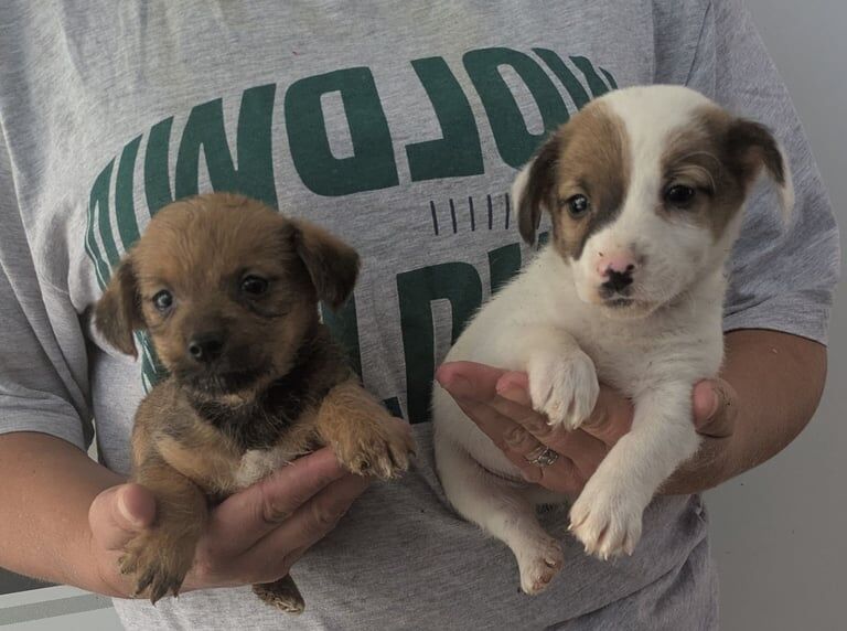 Jack Russell puppies for sale in Forest Town, Nottinghamshire – 9 weeks old