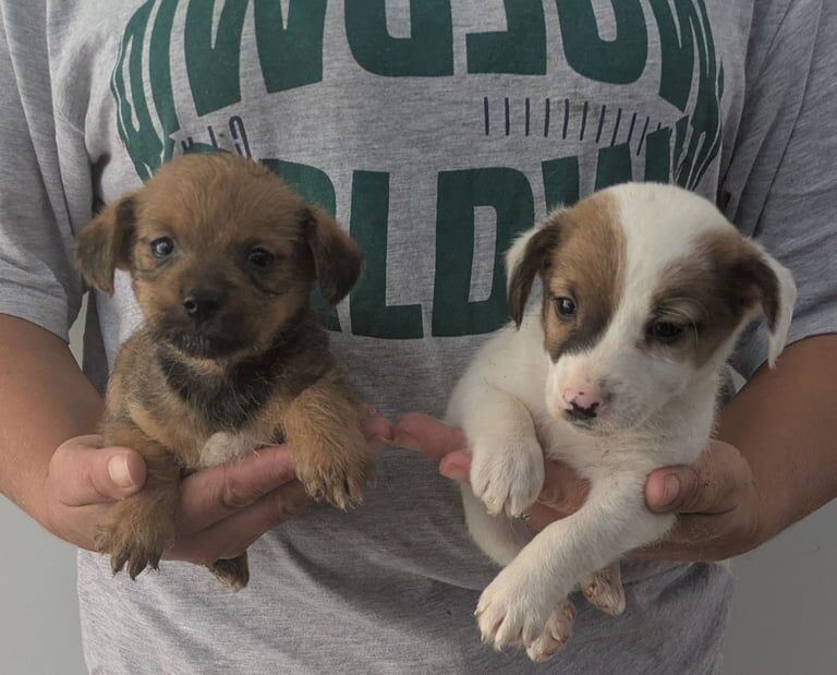 Jack Russell puppies for sale in Forest Town, Nottinghamshire – 9 weeks old - Image 2 of 3