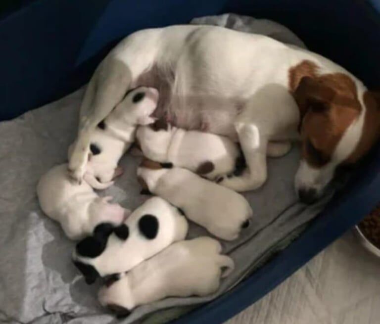 Jack Russell puppies for sale in Forest Town, Nottinghamshire – 9 weeks old - Image 3 of 3