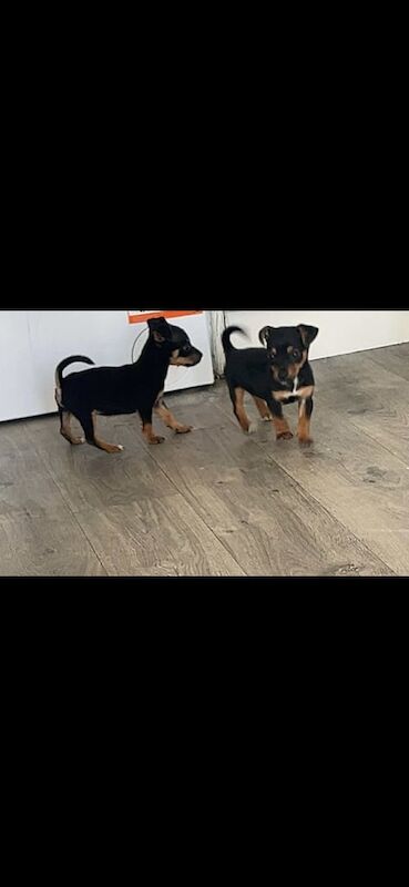 Jack Russell puppies for sale in Weston-super-Mare, Somerset – 8 weeks old