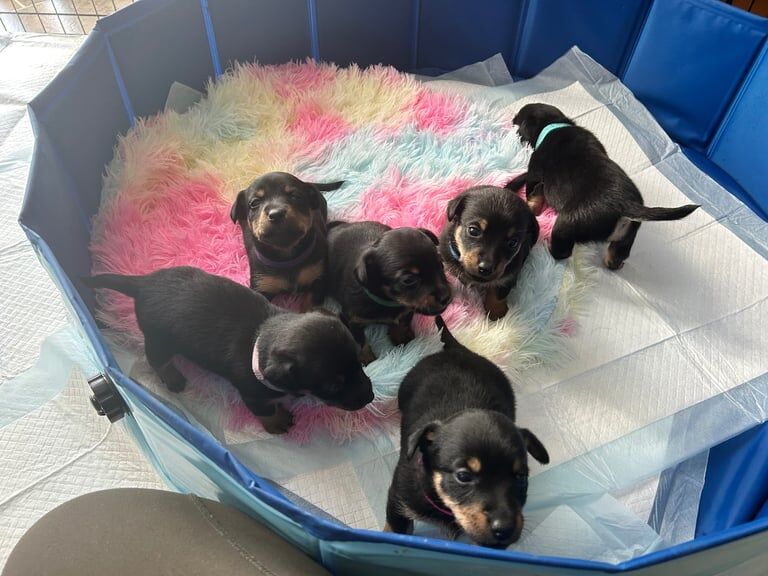 Jack Russell Terrier puppies for sale in Alford, Aberdeenshire – 4 weeks old