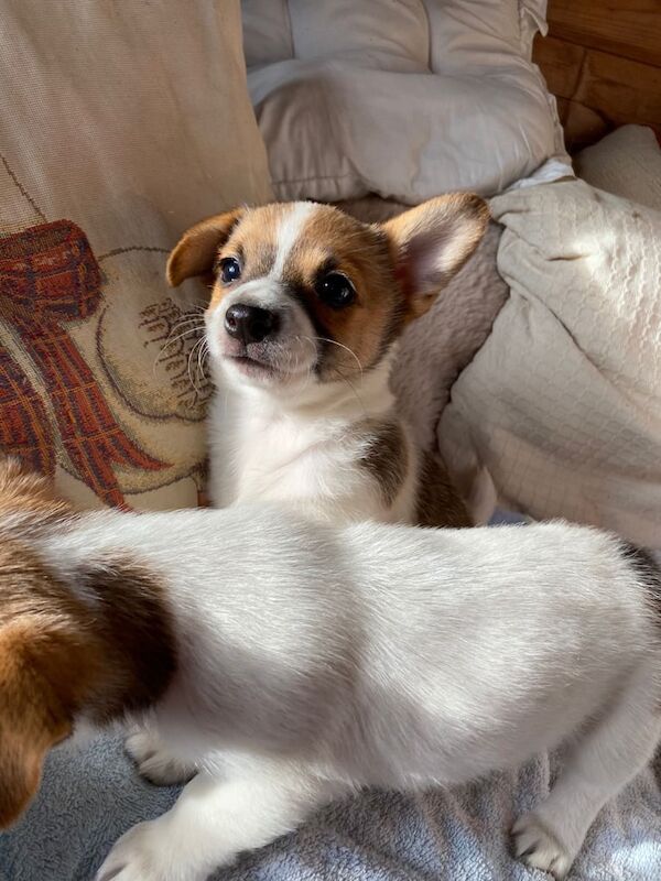 Jack Russell Terrier puppies for sale in Wimborne Minster, Dorset – 12 weeks old - Image 2 of 3