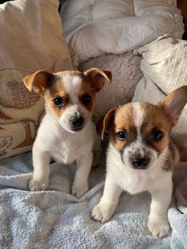 Jack Russell Terrier puppies for sale in Wimborne Minster, Dorset – 12 weeks old - Image 3 of 3