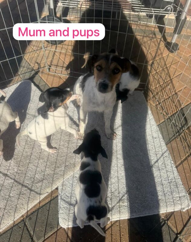 Jack Russell Terrier puppies for sale in Dereham, Norfolk – 9 weeks old