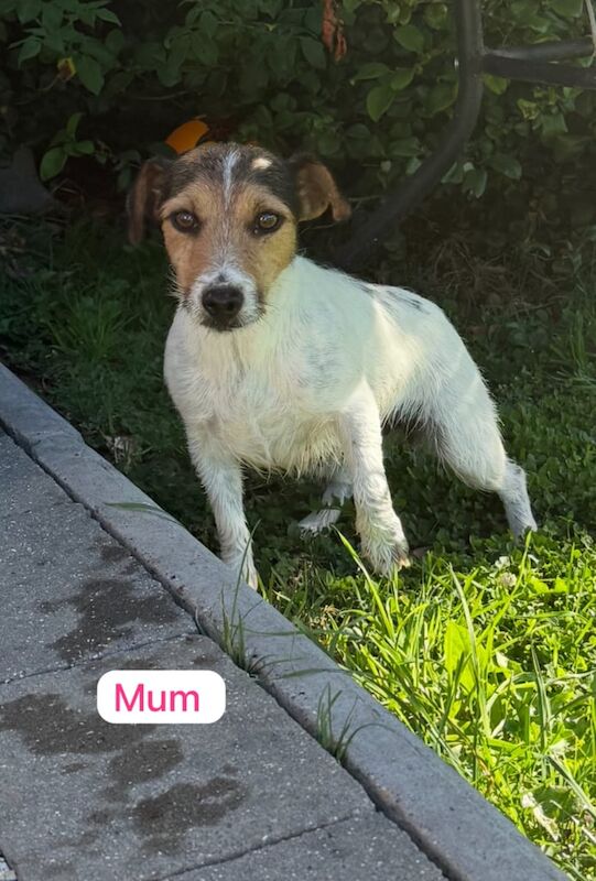 Jack Russell Terrier puppies for sale in Dereham, Norfolk – 12 weeks old - Image 2 of 3