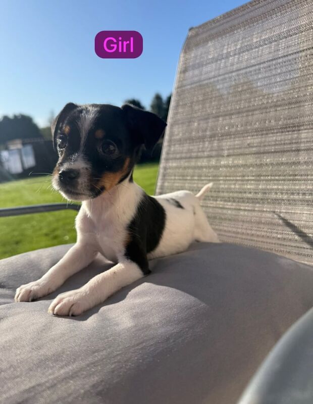 Jack Russell Terrier puppies for sale in Dereham, Norfolk – 12 weeks old - Image 3 of 3