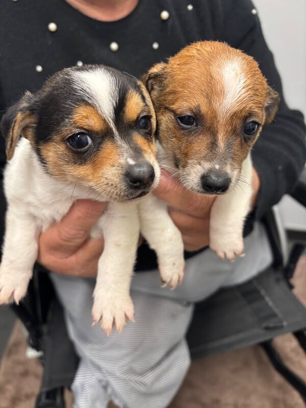 Jack Russell Terrier puppies for sale in Merthyr Tydfil / Merthyr Tudful, Mid Glamorgan – 8 weeks old