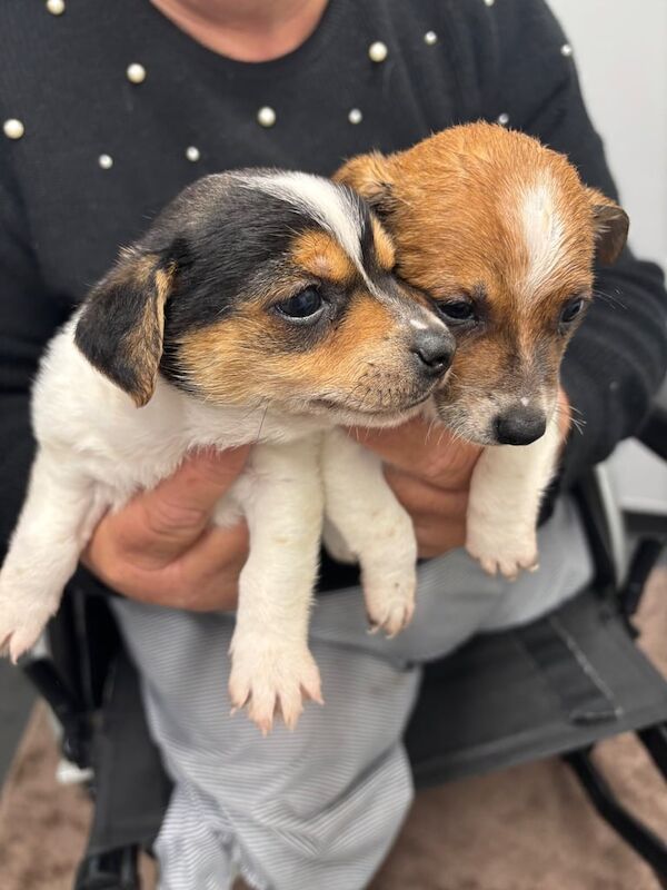 Jack Russell Terrier puppies for sale in Merthyr Tydfil / Merthyr Tudful, Mid Glamorgan – 8 weeks old - Image 2 of 3
