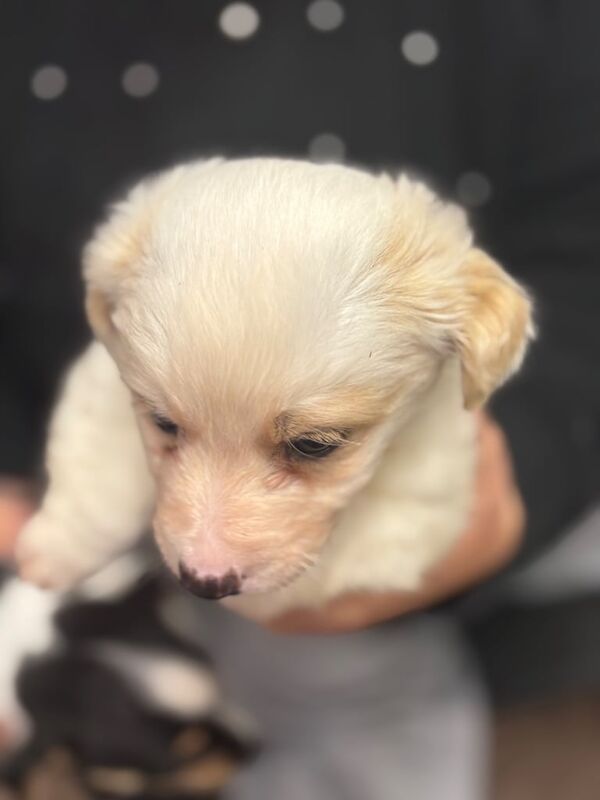 Jack Russell Terrier puppies for sale in Merthyr Tydfil / Merthyr Tudful, Mid Glamorgan – 8 weeks old - Image 3 of 3