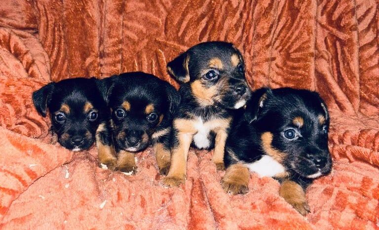 Jack Russell Terrier puppies for sale in Romford, Greater London – 8 weeks old