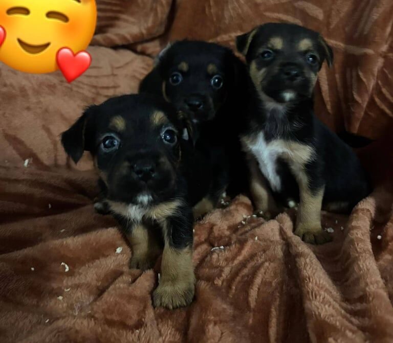 Jack Russell Terrier puppies for sale in Romford, Greater London – 8 weeks old - Image 2 of 3