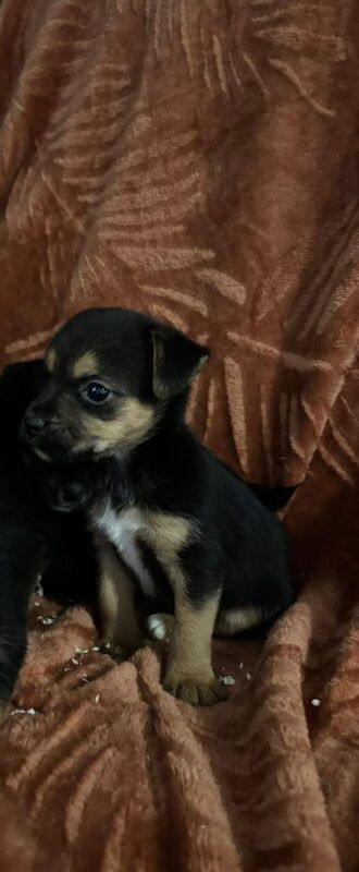 Jack Russell Terrier puppies for sale in Romford, Greater London – 8 weeks old - Image 3 of 3
