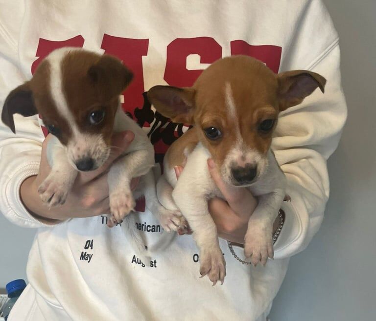 Jack Russell Terrier puppies for sale in Enniskillen, County Fermanagh – 8 weeks old