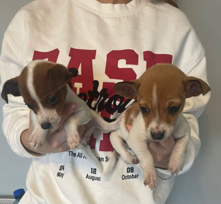 Jack Russell Terrier puppies for sale in Enniskillen, County Fermanagh – 8 weeks old - Image 2 of 5