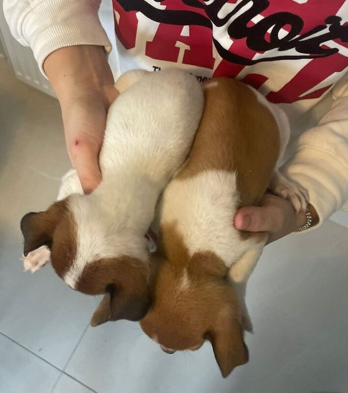 Jack Russell Terrier puppies for sale in Enniskillen, County Fermanagh – 8 weeks old - Image 5 of 5
