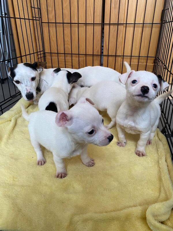 Jack Russell Terrier puppies for sale in Heathrow, London – 9 weeks old