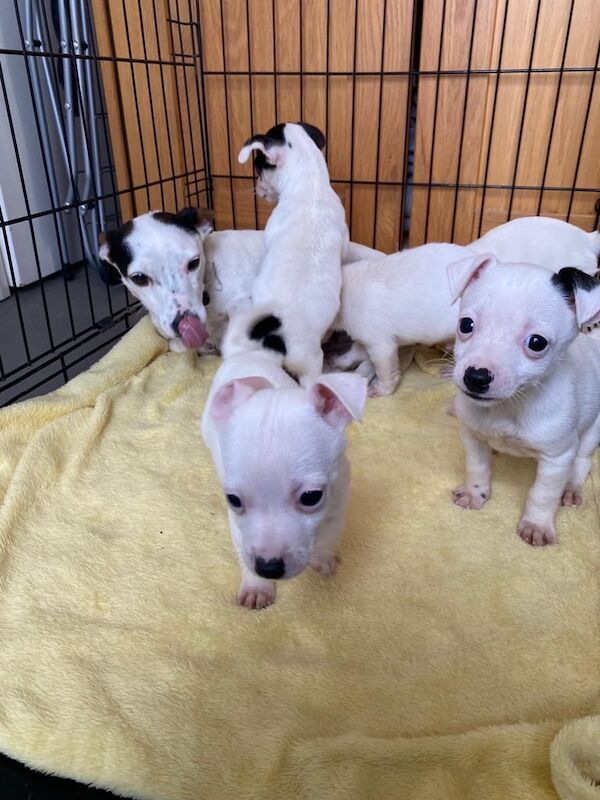 Jack Russell Terrier puppies for sale in Heathrow, London – 9 weeks old - Image 2 of 6