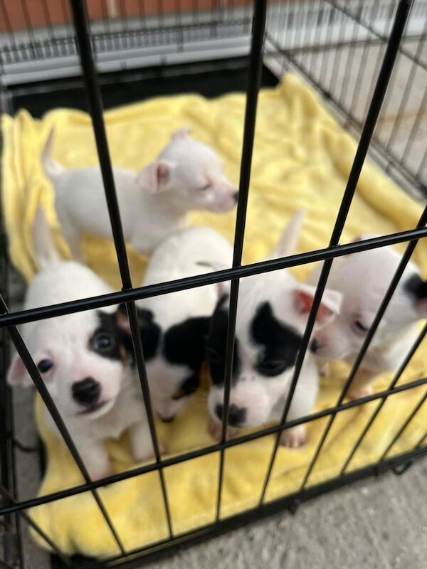 Jack Russell Terrier puppies for sale in Heathrow, London – 9 weeks old - Image 3 of 6