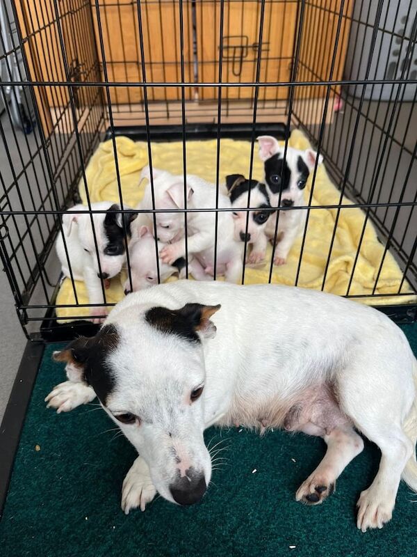 Jack Russell Terrier puppies for sale in Heathrow, London – 9 weeks old - Image 4 of 6