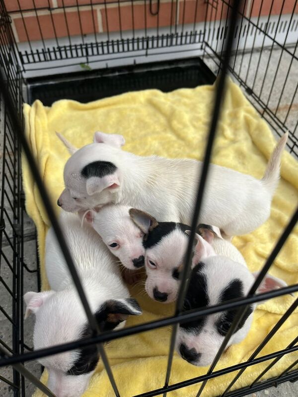Jack Russell Terrier puppies for sale in Heathrow, London – 9 weeks old - Image 5 of 6